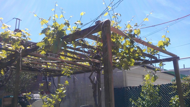 Kettle Meddler Vegan Stuffed Grape Leaves