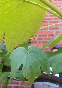 Kettlemeddler.com Vegan Greek Food