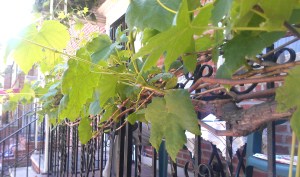 Kettlemeddler.com Vegan Greek Food