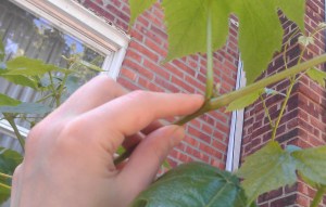 Kettlemeddler.com- Vegan Greek Food